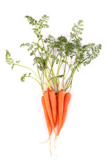 Fresh carrot on white