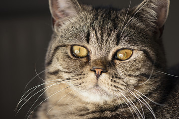 Extreme close up of cat staring