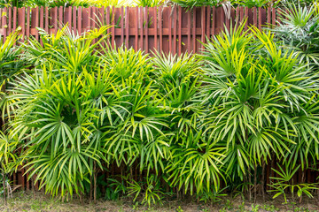 Bamboo palm or lady palm with wooden fence background