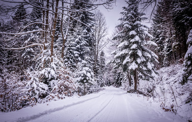Forest road in winter