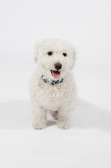 Happy Dog With Tongue Sticking Out