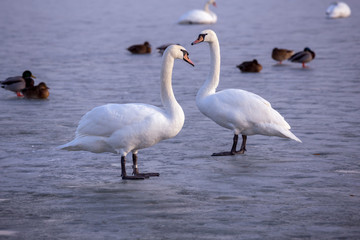 Lonely swans on ice on the lake in winter