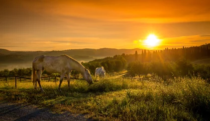 Fototapeten Wild horses and tuscan sunrise © Maciej Czekajewski