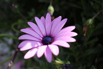 Obraz premium Osteospermum Purple Flower