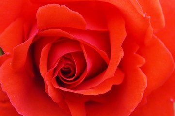 Close-up image of a colourful red rose bloom.