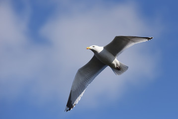 European Herring Gull, Larus argentatus