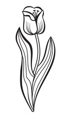 Contour vector tulip.