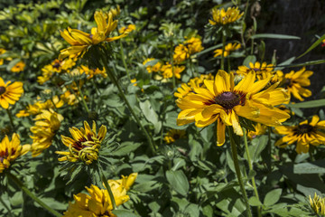 Floral Closeup with a Blurred Background