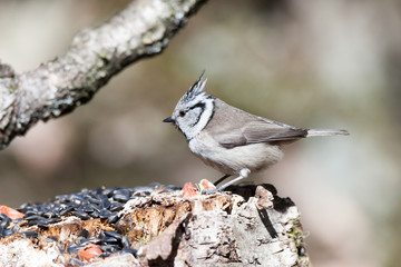 Crested Tit (Parus cristatus)