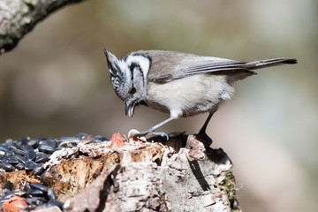 Crested Tit (Parus cristatus)