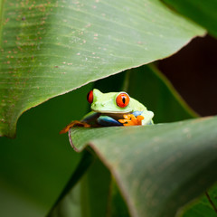 Red-eyed Tree Frog, Agalychnis callidryas, Costa Rica