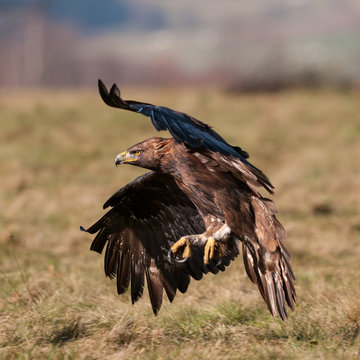 Golden eagle landing on the meadow, (Aquila chrysaetos)