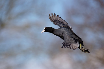 Eurasian Coot. Coot in flight.