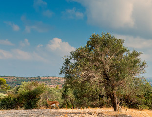 Fototapeta premium Morning motif with holy hills of Jerusalem