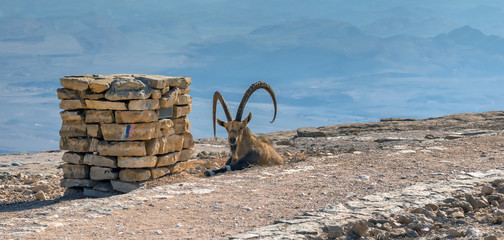 Fototapeta premium The wild goat (Carpa aegagrus) in desert of the Negev, Israel