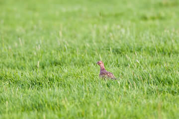 Pheasant (Phasianus colchicus).