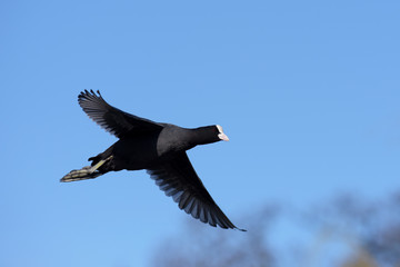 Eurasian Coot. Coot in flight.