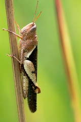 Asian black stripe grasshopper 