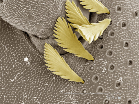 Coloured SEM of millipede