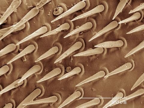 Coloured SEM of wasp wing