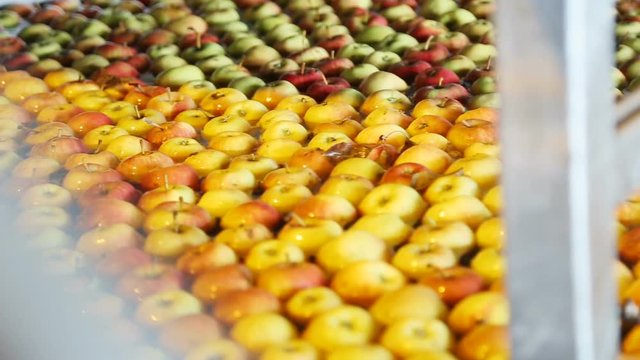 Apples floating in water in packing warehouse