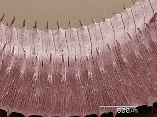 Coloured SEM of earthworm