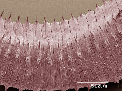 Coloured SEM of earthworm