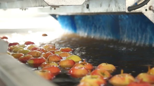 Apples floating in water in packing warehouse