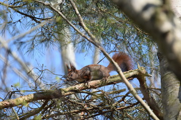 Eichhörnchen auf einem Ast © biggi62
