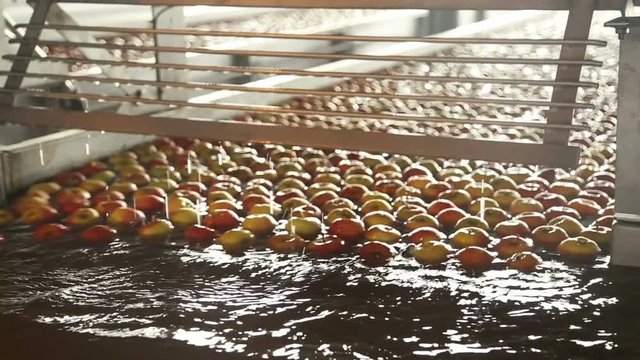Apples floating in water in packing warehouse
