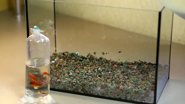 Pouring water in new aquarium. Couple of young guppies, couple of barbs, swordsman fish, red neons swimming in plastic bag near aquarium.