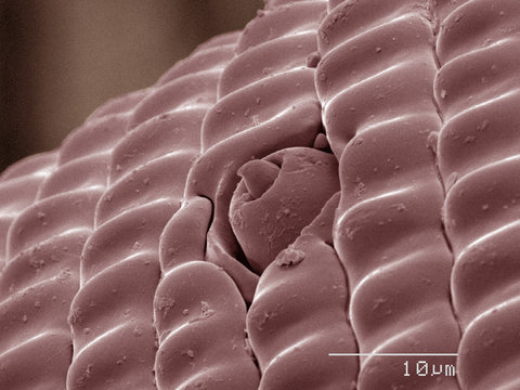 Coloured SEM of swallowtail butterfly