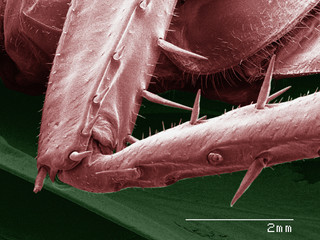 Coloured SEM of American cockroach leg