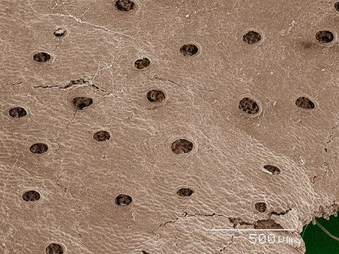 Coloured SEM of liverwort leaf