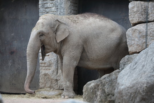 Elefante - Zoo Le Cornelle