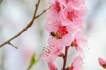 Spring flowering peach