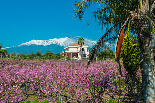 Kirschbl&uuml;te am Fu&szlig;e des schneebedeckten &Auml;tna; Sizilien; Italien