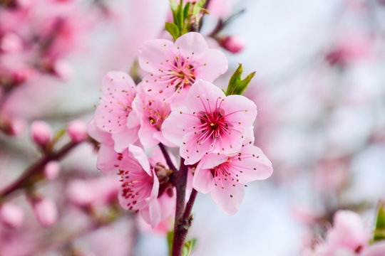 Spring flowering peach