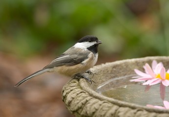 Black-capped Chickadee
