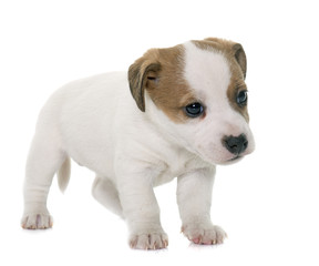 Obraz premium puppy jack russel terrier