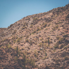 desert landscape with bushes and cacti, vintage filter. 