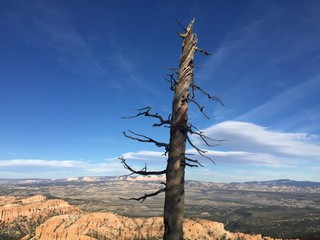 Dead Tree at Bryce Canyon