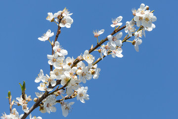 Weiße Baumblüten vor blauem Himmel im Frühling