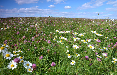 Summer landscape with meadows and flowers