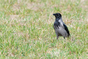 Nebelkrähe (Corvus cornix) auf einer Wiese