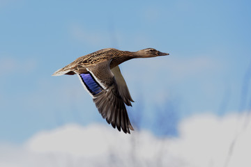 Mallard, Duck, Anas platyrhynchos
