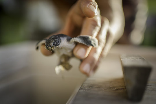 Mid adult male holding sea turtle, focus on sea turtle