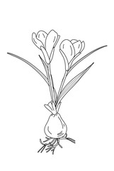 Krokus mit Zwiebel (Malvorlage)