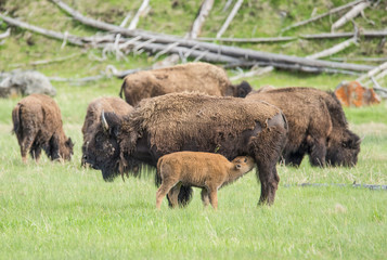 Buffaloes