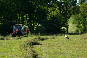 storks on meadows